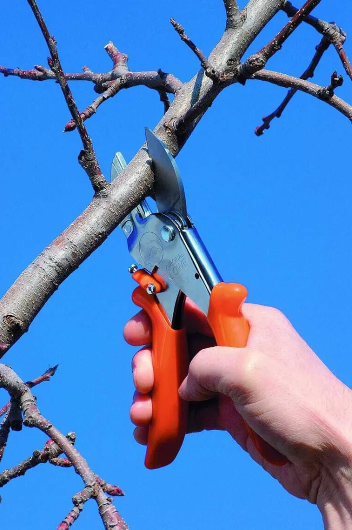 Classic Schere von Original LÖWE