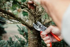 Classic Schere von Original LÖWE