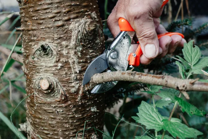 Classic Schere von Original LÖWE