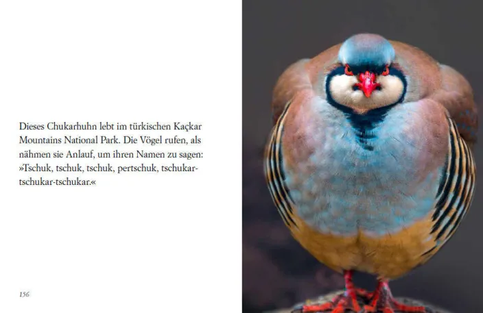 »Du siehst aus, wie ich mich fühle« -Buch