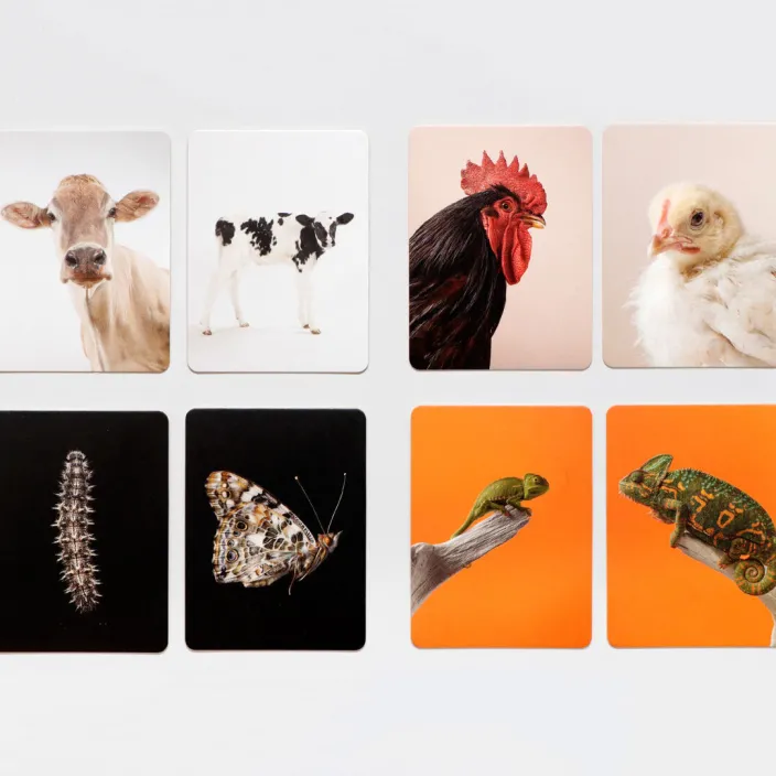 Memo »Klein und Groß«