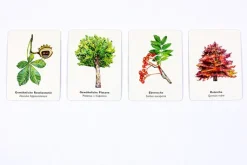 Memo-Spiel »Bäume und ihre Blätter«