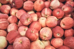 ZEIT-Sonderedition »MOZERs Obstreise«